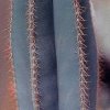 Pilosocereus_supurbus